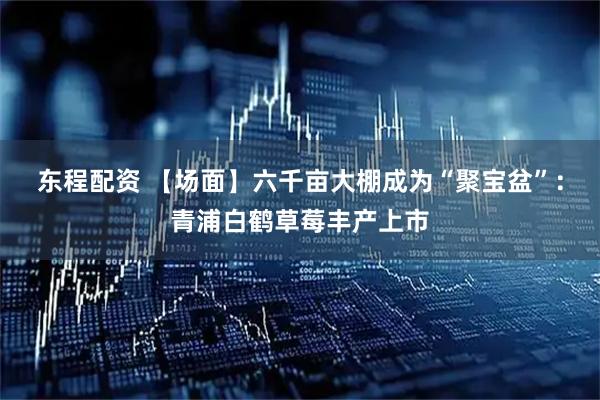 东程配资 【场面】六千亩大棚成为“聚宝盆”：青浦白鹤草莓丰产上市